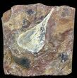 Fossil Ginkgo Leaf From North Dakota - Paleocene #58996-1